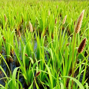 Restored coastal wetland with native plants in Biloxi